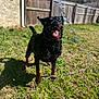 animal, backyard, canine, daylight, dog, fence, grass, happy, nature, outdoor, pet, playful, playing, rottweiler, summer, sunny, tongue_out, water, water_splash, wet