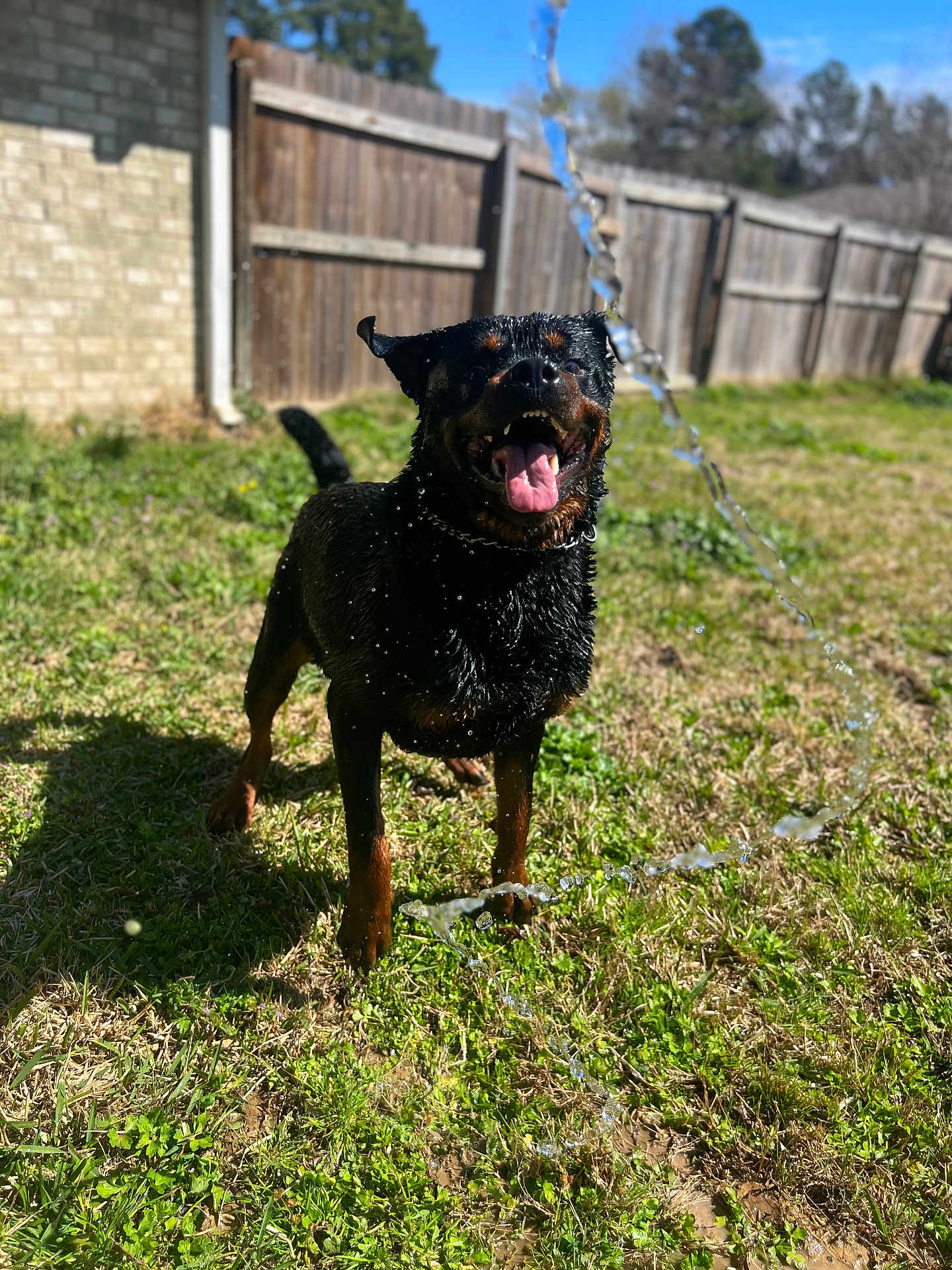 Krampus is registered to the contest to win money with this photo: animal, backyard, canine, daylight, dog, fence, grass, happy, nature, outdoor, pet, playful, playing, rottweiler, summer, sunny, tongue_out, water, water_splash, wet