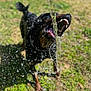 active, animal, black_dog, daytime, dog, droplets, fun, grass, happy, motion, mouth_open, nature, outdoor, pet, playing, summer, sunlight, teeth, tongue, water