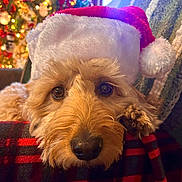 Josie is registered to the contest to win money with this photo: dog, santa_hat, close_up, fluffy, christmas, holiday, blanket, plaid, decorations, lights, festive, cute, pet, indoor, resting, cozy, brown_fur, nose, paw, soft
