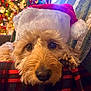 dog, santa_hat, close_up, fluffy, christmas, holiday, blanket, plaid, decorations, lights, festive, cute, pet, indoor, resting, cozy, brown_fur, nose, paw, soft