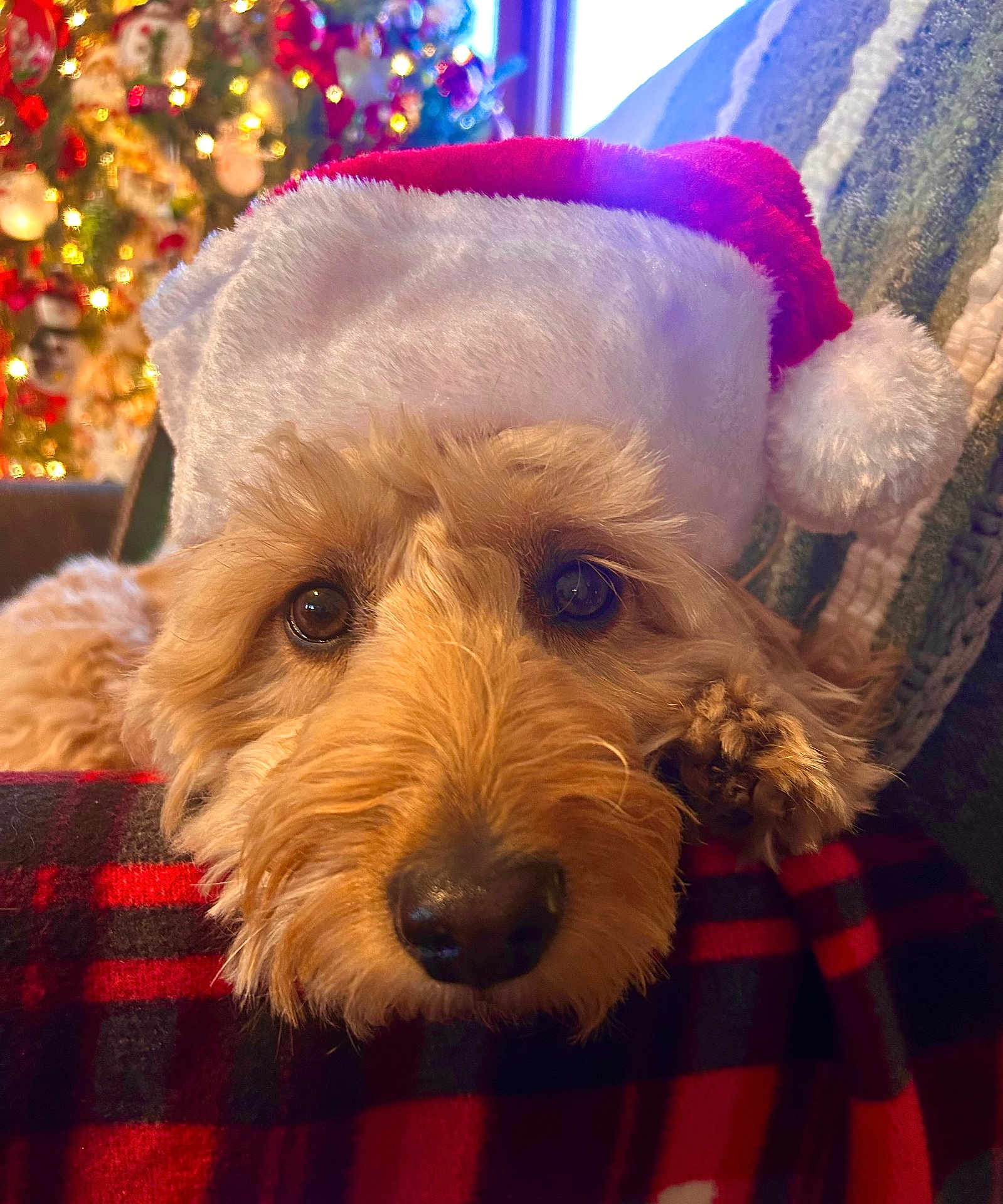 Josie is registered to the contest to win money with this photo: dog, santa_hat, close_up, fluffy, christmas, holiday, blanket, plaid, decorations, lights, festive, cute, pet, indoor, resting, cozy, brown_fur, nose, paw, soft