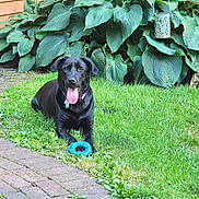 Remi joined the competition — help win amazing prizes! dog, black_dog, grass, toy, blue_toy, leafy_plants, garden, outdoor, pet, happy, tongue_out, collar, playful, nature, greenery, summer, canine, mammal, grass_lawn, wooden_fence