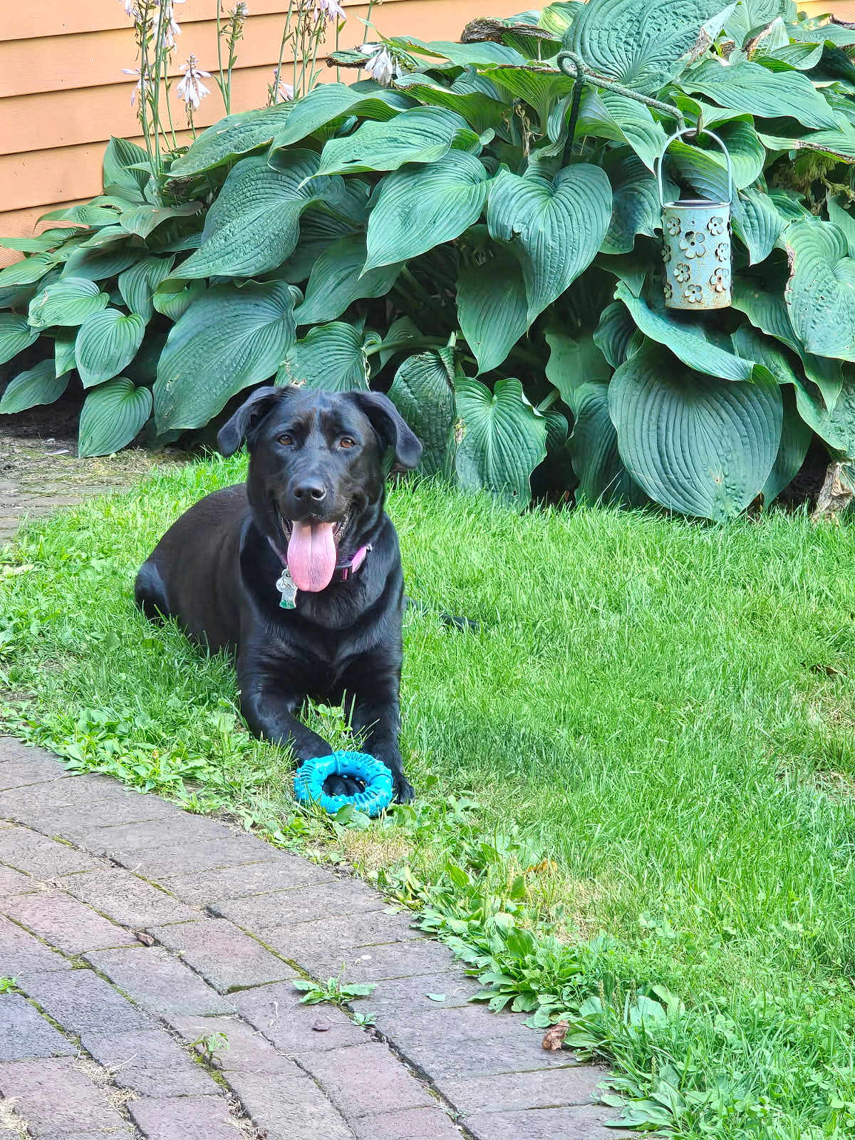 Remi joined the competition — help win amazing prizes! dog, black_dog, grass, toy, blue_toy, leafy_plants, garden, outdoor, pet, happy, tongue_out, collar, playful, nature, greenery, summer, canine, mammal, grass_lawn, wooden_fence