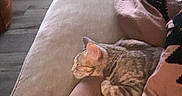 Kaya is registered to the contest to win money with this photo: cat, kitten, tabby, striped_fur, sleepy, resting, couch, sofa, blanket, pink_blanket, living_room, indoor, cozy, relaxed, pet, feline, home, furniture, soft_lighting, candid_photo
