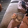 cat, kitten, tabby, striped_fur, sleepy, resting, couch, sofa, blanket, pink_blanket, living_room, indoor, cozy, relaxed, pet, feline, home, furniture, soft_lighting, candid_photo