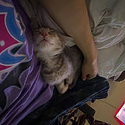 Kaya is registered to the contest to win money with this photo: cat, kitten, sleeping, fluffy, fur, gray_cat, white_fur, pet, animal, bed, blanket, bedroom, hand, person, cozy, indoors, relaxed, portrait, close_up, dim_lighting