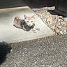 Kaya joined the competition — help win amazing prizes! cat, kitten, animal, pet, harness, outdoor, sidewalk, walkway, courtyard, sunlight, shadow, rocks, pebbles, building, window, garden, concrete, asphalt, striped_fur, portrait