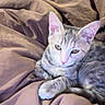 Kaya joined the competition — help win amazing prizes! cat, kitten, tabby, pet, animal, bed, blanket, bedroom, indoor, sleepy, relaxed, lying_down, paws, ears, whiskers, fur, striped, portrait, cozy, photography