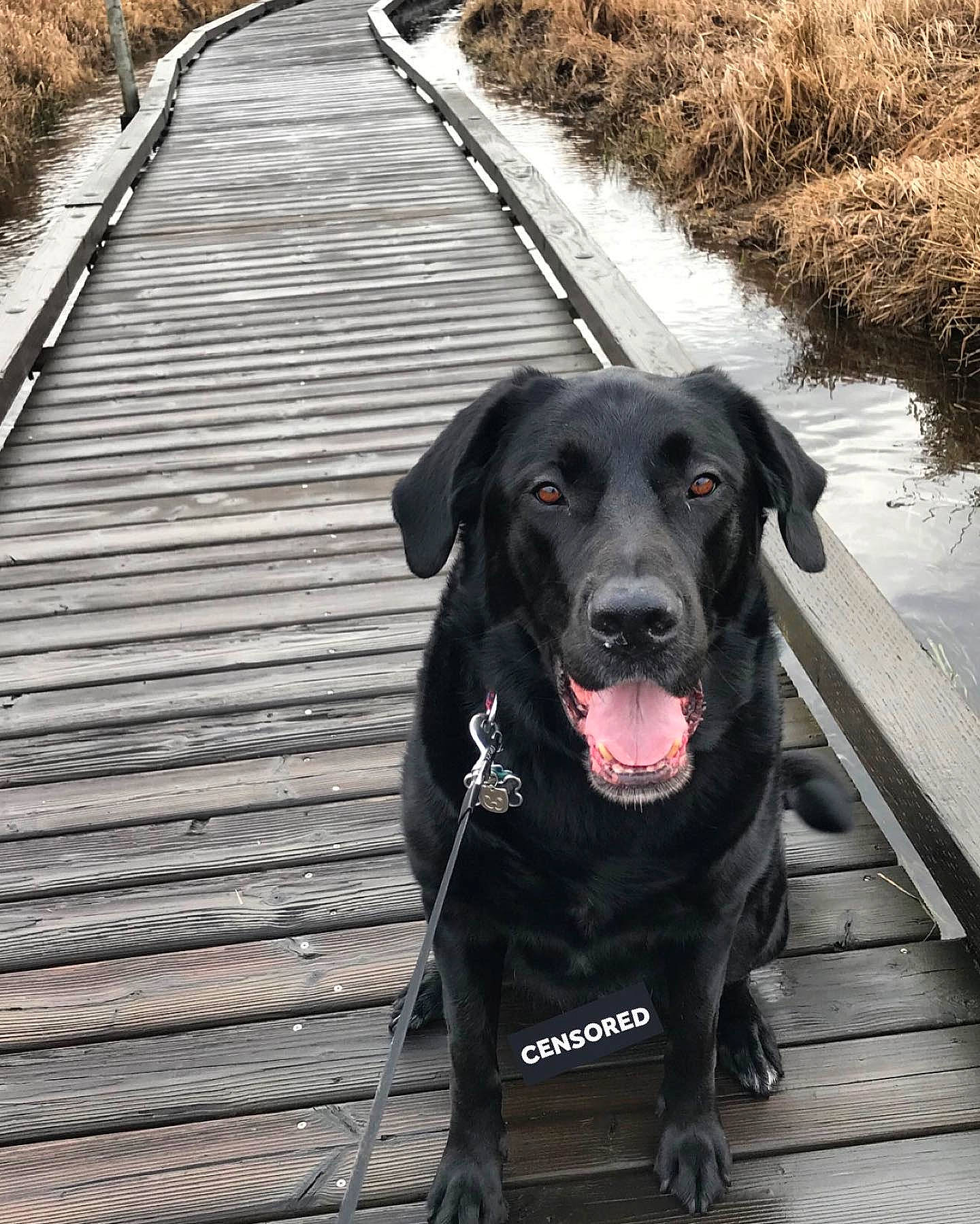 Payton joined the competition — help win amazing prizes! adventure, borador, canidae, carnivore, dog, dog_breed, flat_coated_retriever, hunting_dog, labrador_retriever, retriever, snout, sporting_group