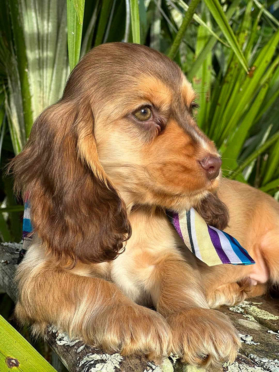Aly a rejoint le concours — aidez-le/la à gagner de superbes lots ! puppy, dog, tie, brown_fur, fluffy_ears, closeup, outdoor, greenery, wood, nature, pet, cute, adorable, young_dog, portrait, animal, fur, resting, sunlight, colorful_tie