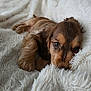 puppy, dog, blanket, sleepy, cozy, fur, pet, cute, closeup, animal, young, indoor, resting, soft, warm, brown, texture, comfort, relaxed, face