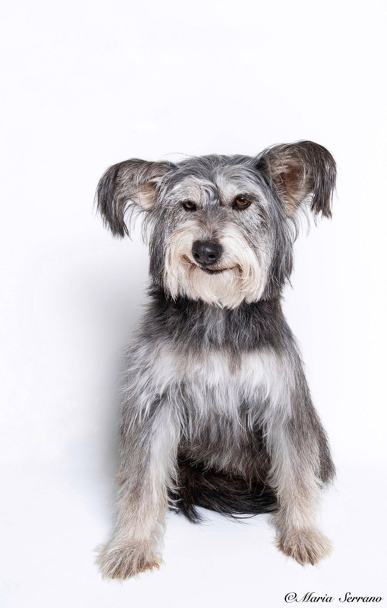 Jinx joined the competition — help win amazing prizes! canidae, carnivore, companion_dog, dog, dog_breed, dutch_smoushond, glen_of_imaal_terrier, mammal, miniature_schnauzer, morkie, puppy, pyrenean_shepherd, rare_breed_dog, schnauzer, small_terrier, snout, terrier, toy_dog, vertebrate, yorkshire_terrier