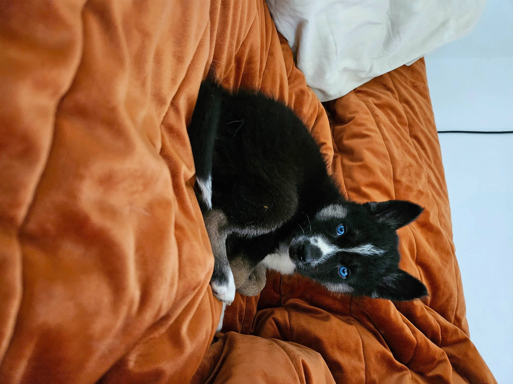 Shelby joined the competition — help win amazing prizes! black_cat, canidae, carnivore, cat, cat_supply, claw, comfort, companion_dog, couch, dog_breed, domestic_short_haired_cat, felidae, fur, linens, nap, sitting, small_to_medium_sized_cats, snout, tail, whiskers