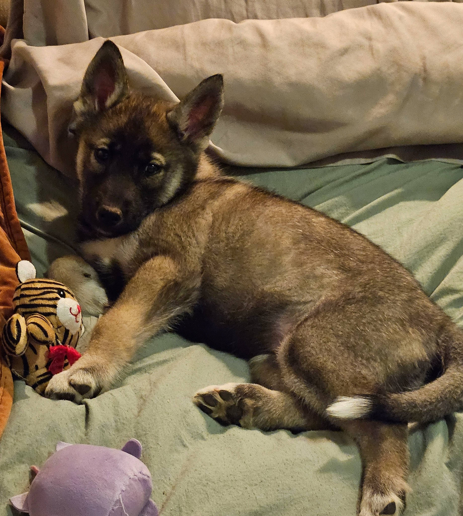 Smokey joined the competition — help win amazing prizes! canidae, carnivore, comfort, companion_dog, dog, dog_breed, dog_supply, ear, fawn, fur, linens, nap, non_sporting_group, paw, snout, sporting_group, terrestrial_animal, toy_dog, whiskers, working_animal