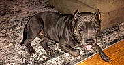 Zeus is registered to the contest to win money with this photo: animal, black_dog, canine, carpet, companion, couch, cute, dog, domestic, ears, floor, fur, home, household, indoor, living_room, lying_down, pet, resting, wood_floor