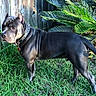 dog, outdoor, grass, plant, greenery, fence, collar, pet, canine, animal, side_view, ears_cropped, muscular, nature, backyard, sunlight, leaf, garden, standing, domestic_animal