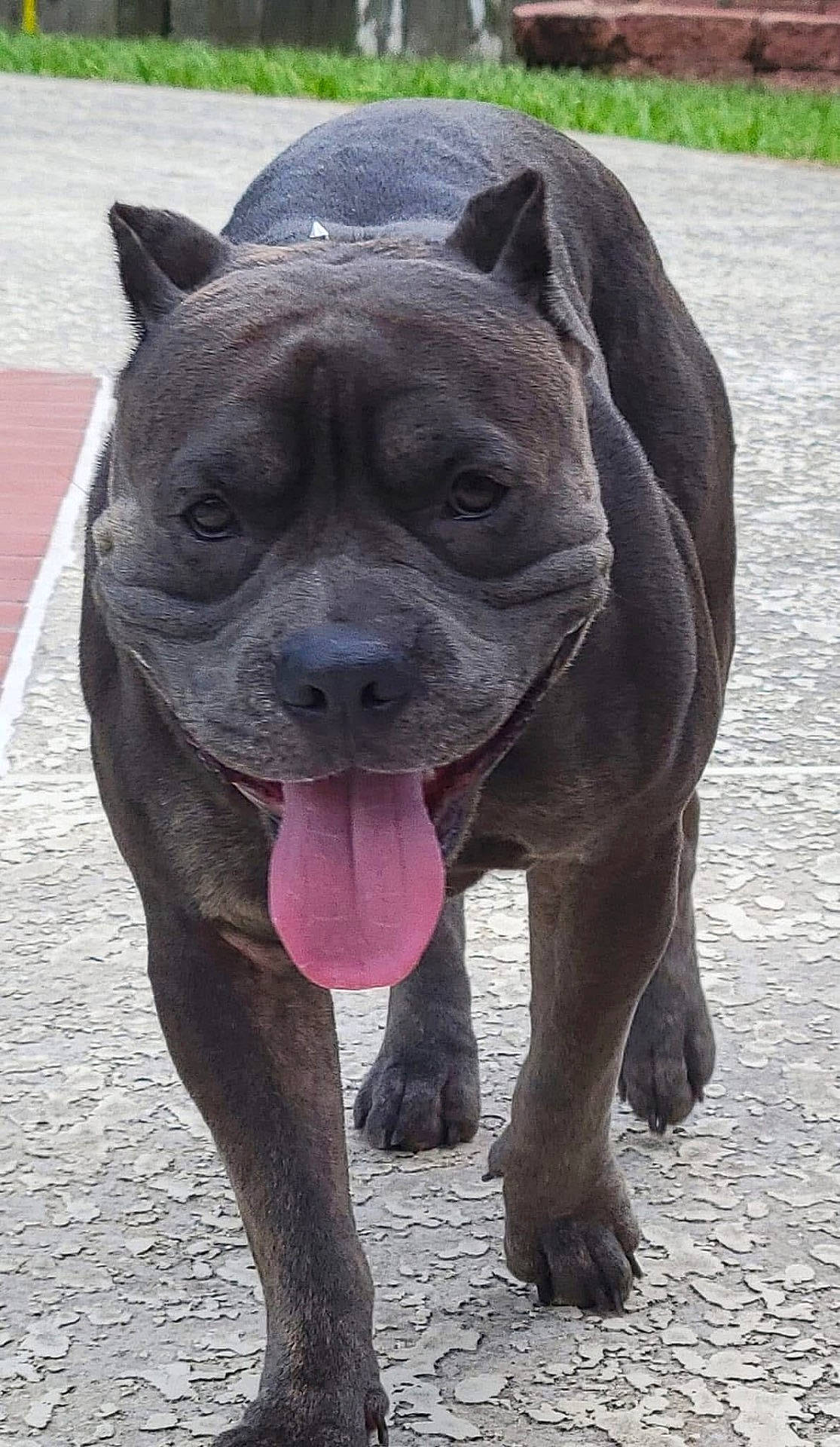 brown_coat, canine, close_up, dog, ears, front_view, happy, muscular, outdoor, panting, pavement, paws, pet, pet_portrait, pitbull, portrait, short_hair, snout, tongue_out, walking