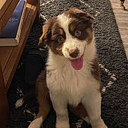 Ava Biaz participe au concours pour gagner de l'argent avec cette photo : puppy, dog, indoor, carpet, table, wooden_furniture, book, shoe, happy, tongue_out, fluffy, pet, cute, brown_and_white, sitting, looking_up, floor, home, cozy, playful