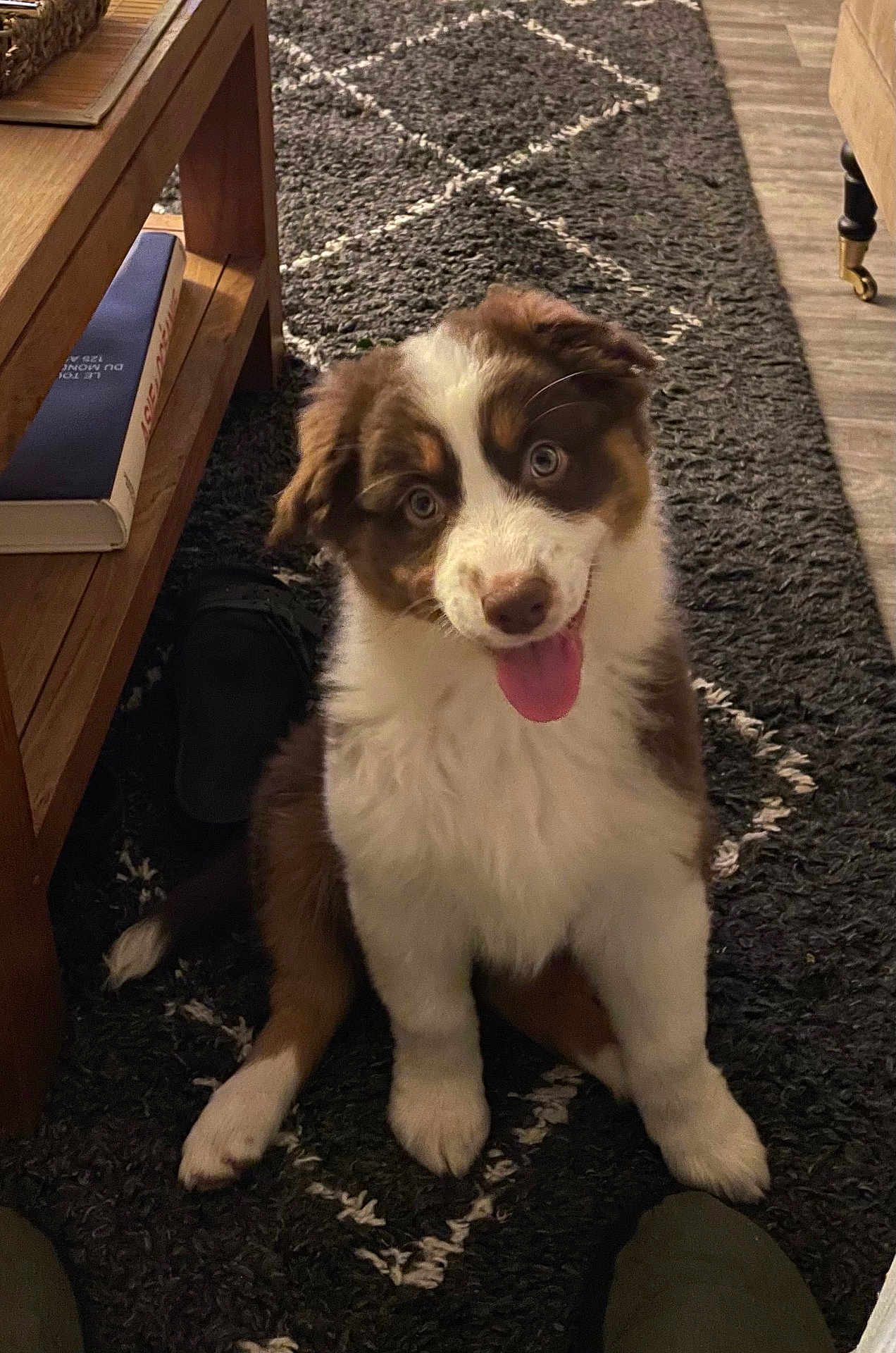 Ava Biaz participe au concours pour gagner de l'argent avec cette photo : puppy, dog, indoor, carpet, table, wooden_furniture, book, shoe, happy, tongue_out, fluffy, pet, cute, brown_and_white, sitting, looking_up, floor, home, cozy, playful