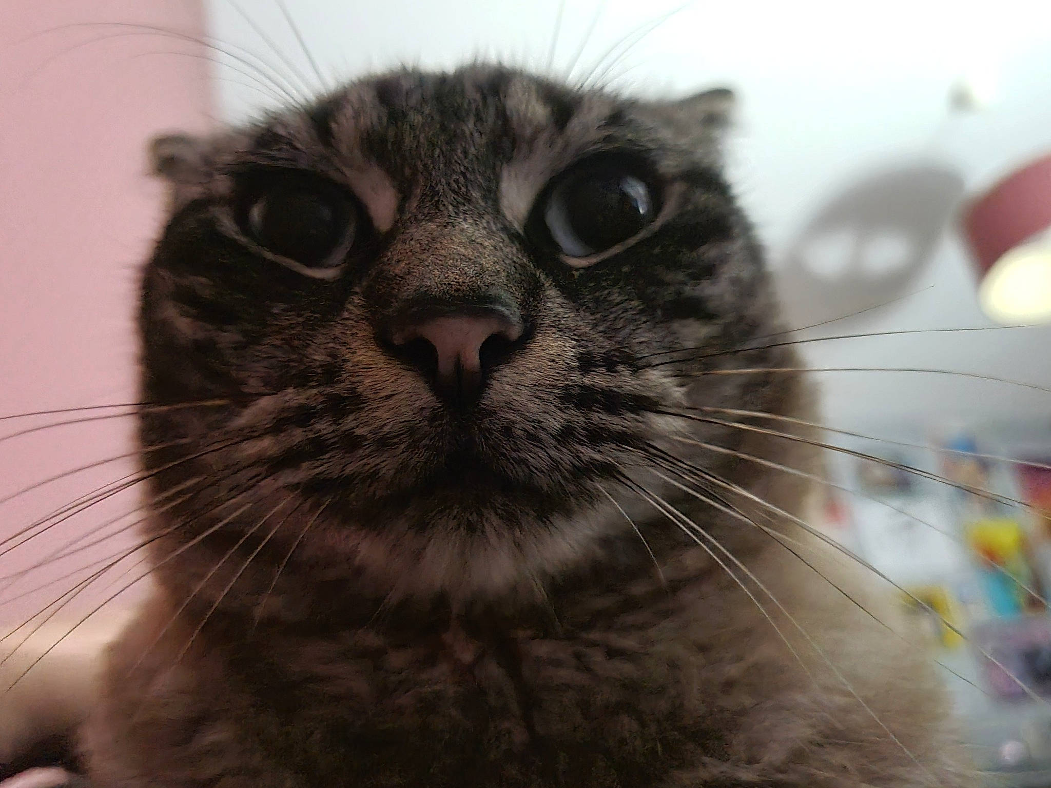 Alaska a rejoint le concours — aidez-le/la à gagner de superbes lots ! carnivore, cat, domestic_short_haired_cat, ear, eye, felidae, fur, monochrome, monochrome_photography, small_to_medium_sized_cats, snout, terrestrial_animal, whiskers