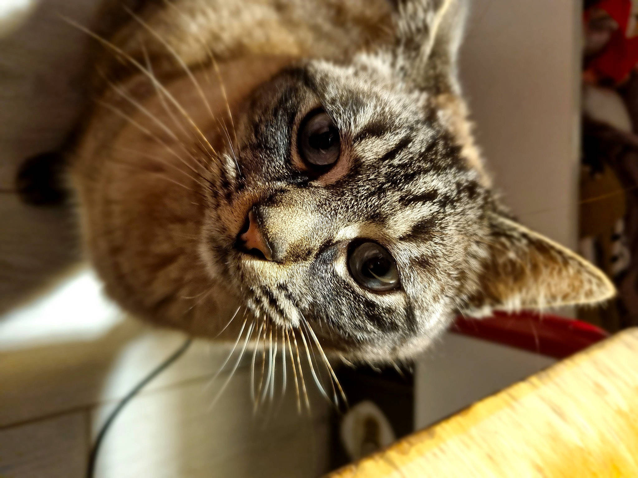 Alaska participe au concours pour gagner de l'argent avec cette photo : carnivore, cat, claw, close_up, domestic_short_haired_cat, ear, eyelash, felidae, fur, iris, macro_photography, paw, small_to_medium_sized_cats, snout, terrestrial_animal, tree, whiskers, wildlife, window