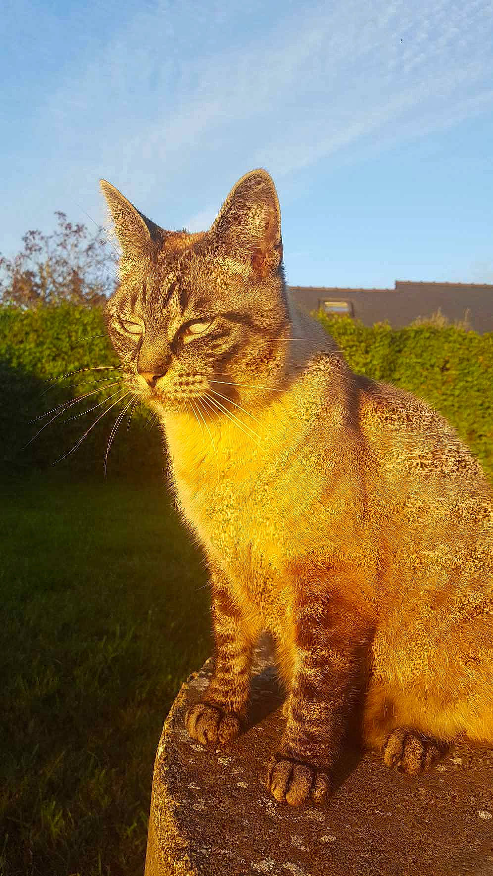 Alaska a rejoint le concours — aidez-le/la à gagner de superbes lots ! carnivore, cat, cloud, domestic_short_haired_cat, fawn, felidae, fur, grass, grassland, landscape, natural_landscape, plant, sky, small_to_medium_sized_cats, snout, tail, terrestrial_animal, tree, whiskers, wood