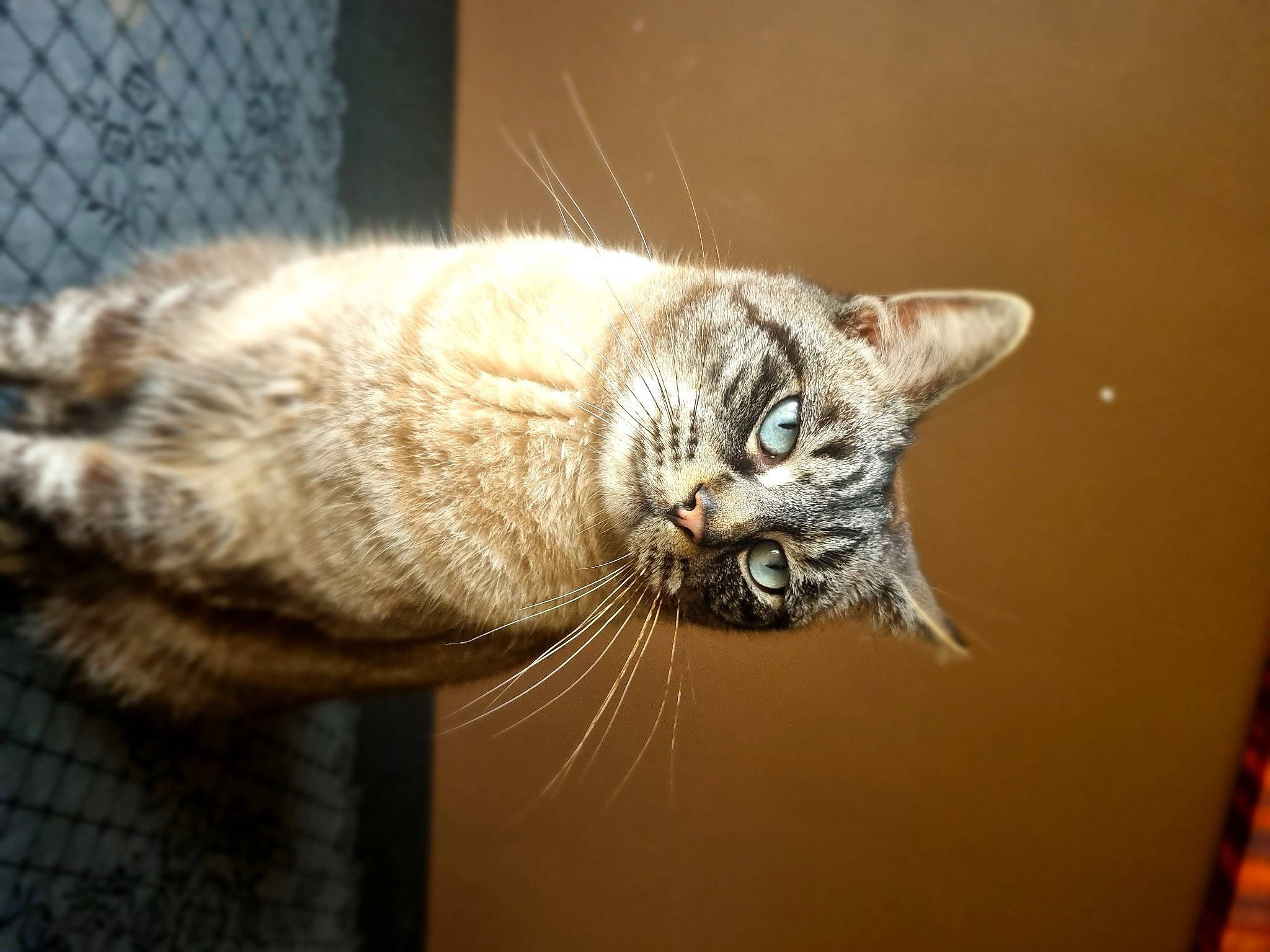 Alaska participe au concours pour gagner de l'argent avec cette photo : carnivore, cat, claw, domestic_short_haired_cat, felidae, fur, paw, small_to_medium_sized_cats, snout, tail, terrestrial_animal, whiskers, wildlife, window, wood