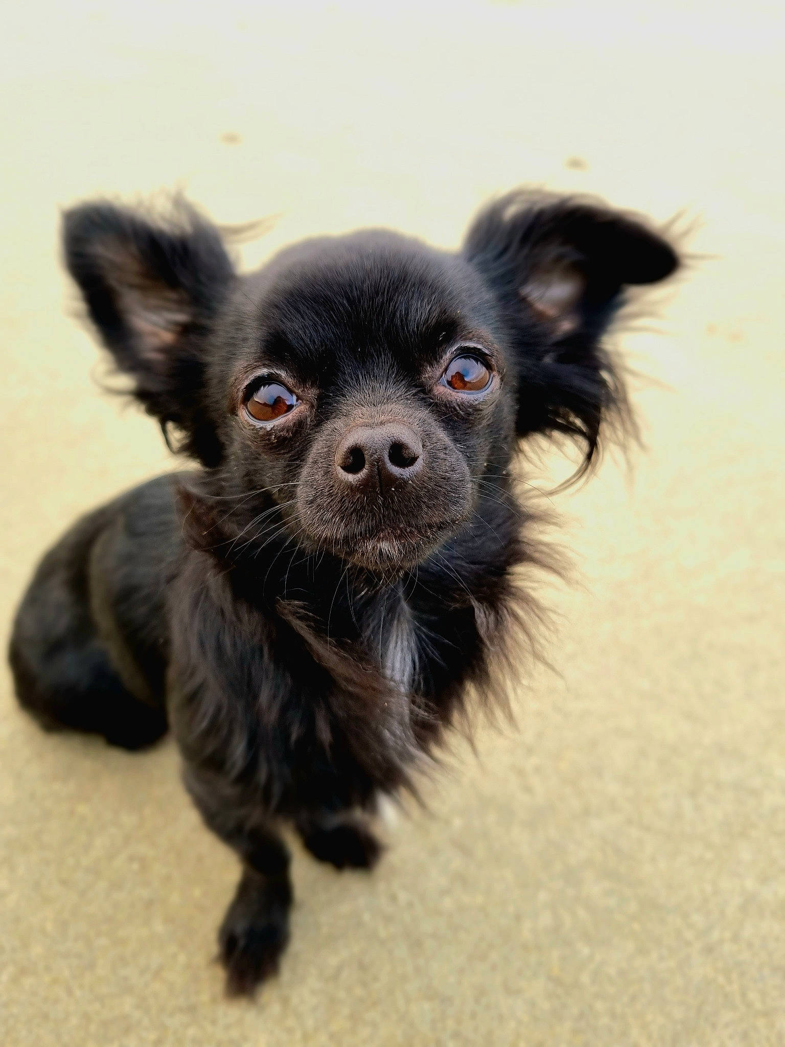 Cameron participe au concours pour gagner de l'argent avec cette photo : canidae, carnivore, chihuahua, companion_dog, dog, dog_breed, dog_supply, ear, eye, fawn, fur, liver, paw, puppy, snout, sporting_group, terrestrial_animal, toy_dog, whiskers, working_animal