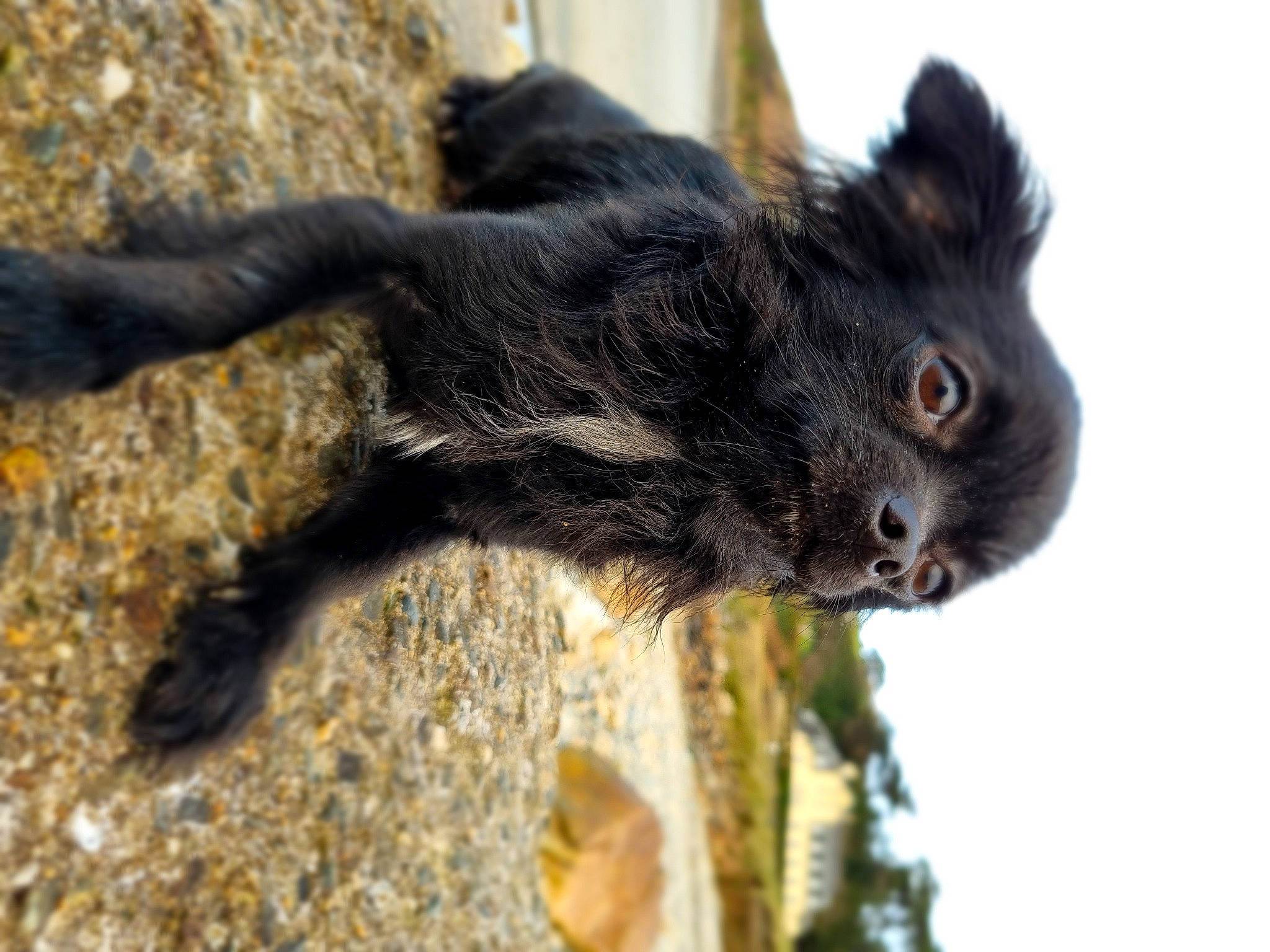 Cameron participe au concours pour gagner de l'argent avec cette photo : black_cat, carnivore, cat, claw, domestic_short_haired_cat, eye, felidae, fur, paw, plant, small_to_medium_sized_cats, snout, soil, tail, terrestrial_animal, tree, twig, whiskers, wildlife