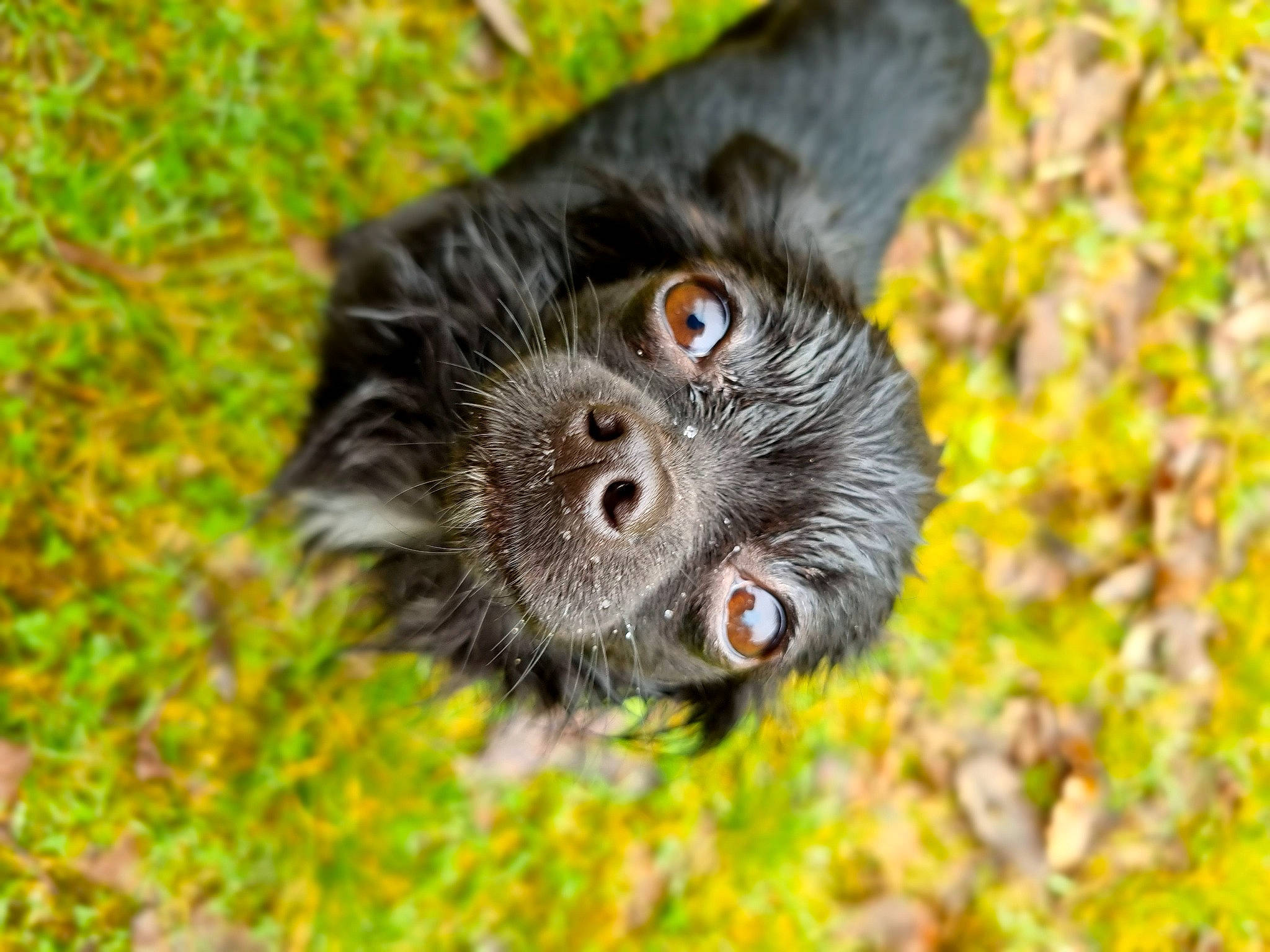 Cameron participe au concours pour gagner de l'argent avec cette photo : canidae, fawn, forest, fur, grass, jungle, macaque, marmoset, plant, primate, terrestrial_animal, tree, whiskers, wildlife