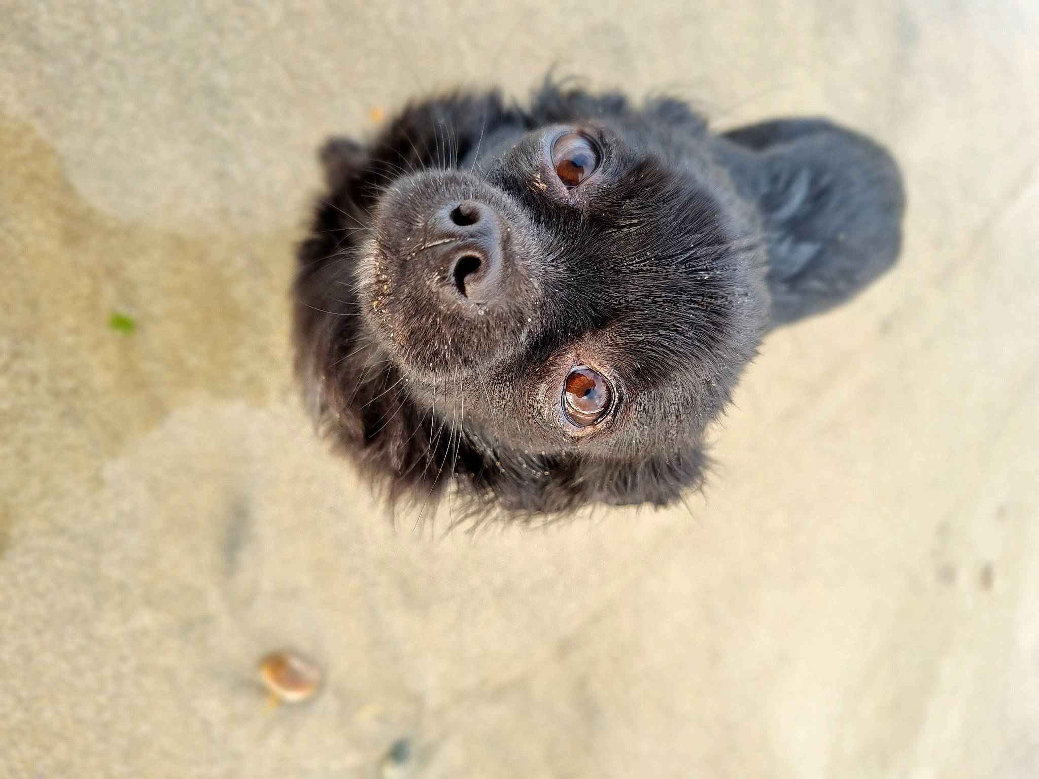 Cameron a rejoint le concours — aidez-le/la à gagner de superbes lots ! canidae, carnivore, dog_breed, fur, marine_mammal, paw, snout, sporting_group, terrestrial_animal, whiskers, wildlife, working_animal