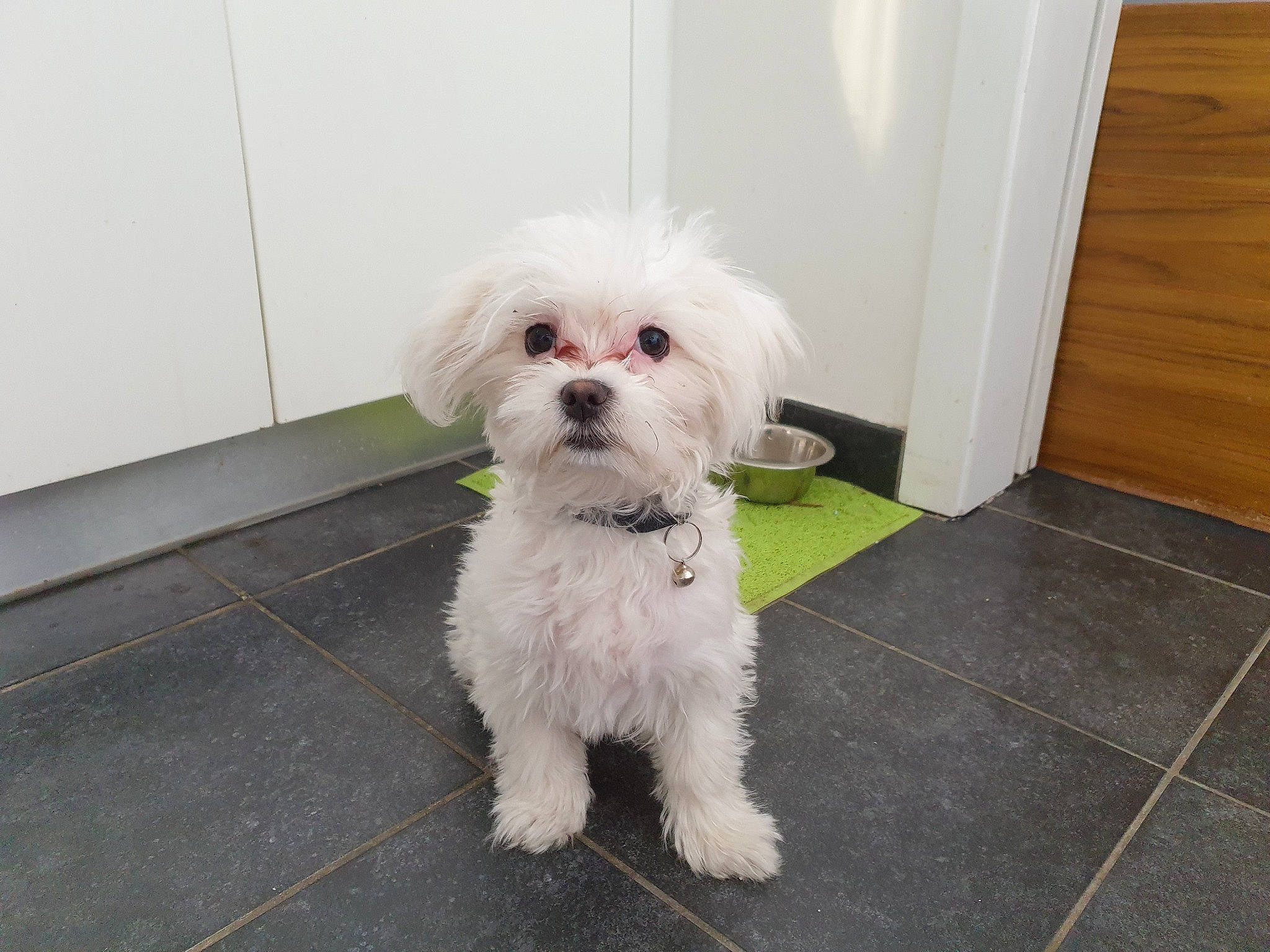 Câline participe au concours pour gagner de l'argent avec cette photo : canidae, carnivore, collar, companion_dog, dog, dog_breed, dog_supply, door, flooring, fur, hardwood, mal_shi, maltepoo, road_surface, shih_poo, small_terrier, sporting_group, terrier, toy_dog, working_animal