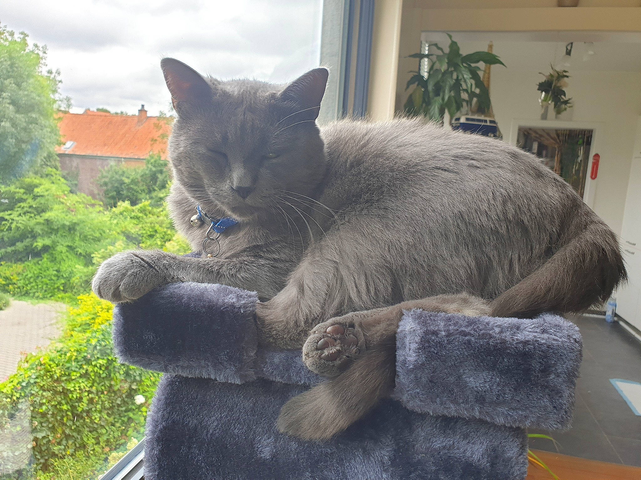 Escobar participe au concours pour gagner de l'argent avec cette photo : art, carnivore, cat, cloud, domestic_short_haired_cat, felidae, fur, grey, groundcover, houseplant, plant, russian_blue, sitting, sky, small_to_medium_sized_cats, snout, tail, tree, whiskers, window