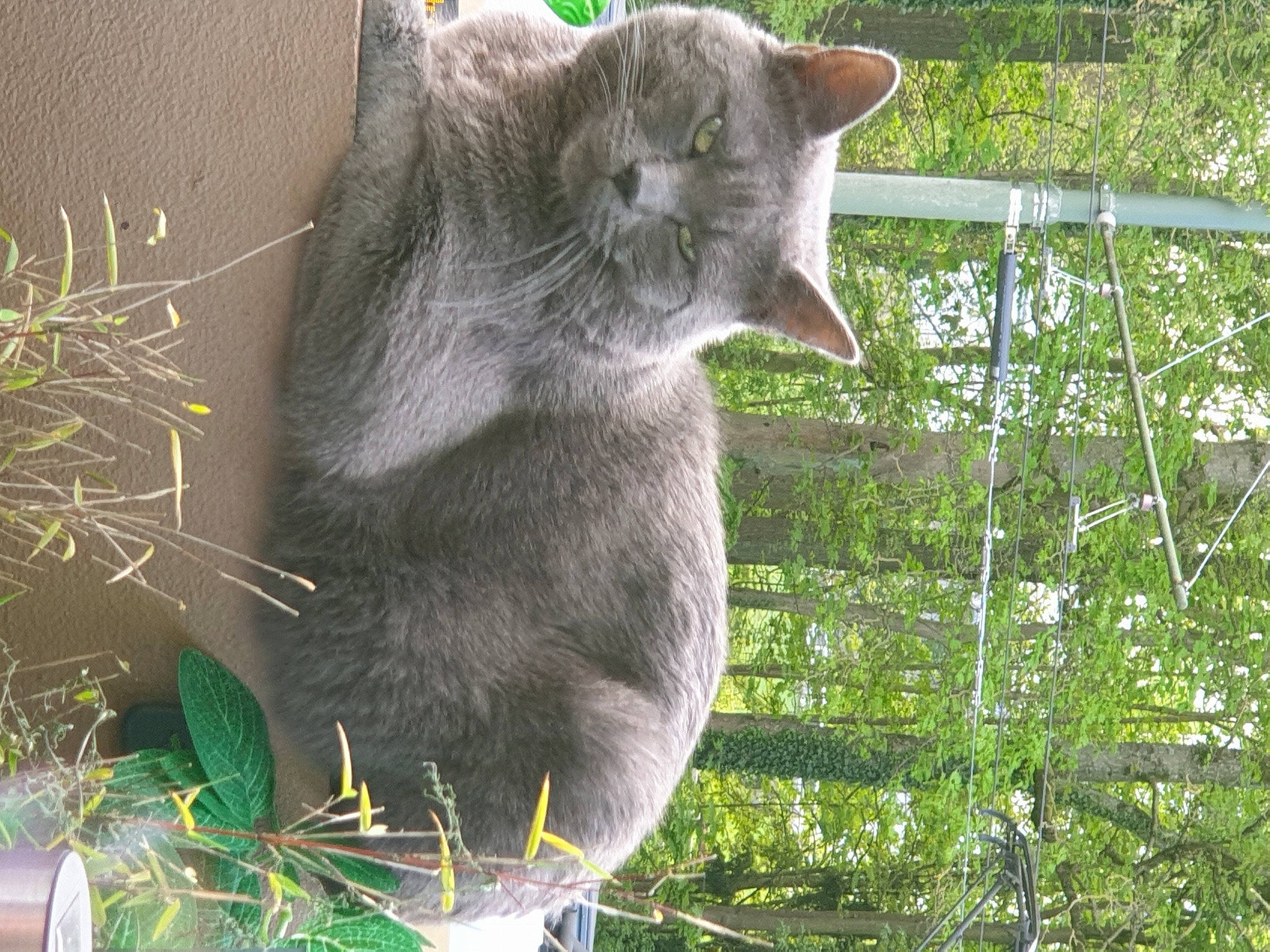 Escobar a rejoint le concours — aidez-le/la à gagner de superbes lots ! carnivore, cat, domestic_short_haired_cat, fawn, felidae, fur, grass, groundcover, leaf, mesh, plant, russian_blue, small_to_medium_sized_cats, tail, terrestrial_animal, tree, twig, vertebrate, whiskers, wire_fencing