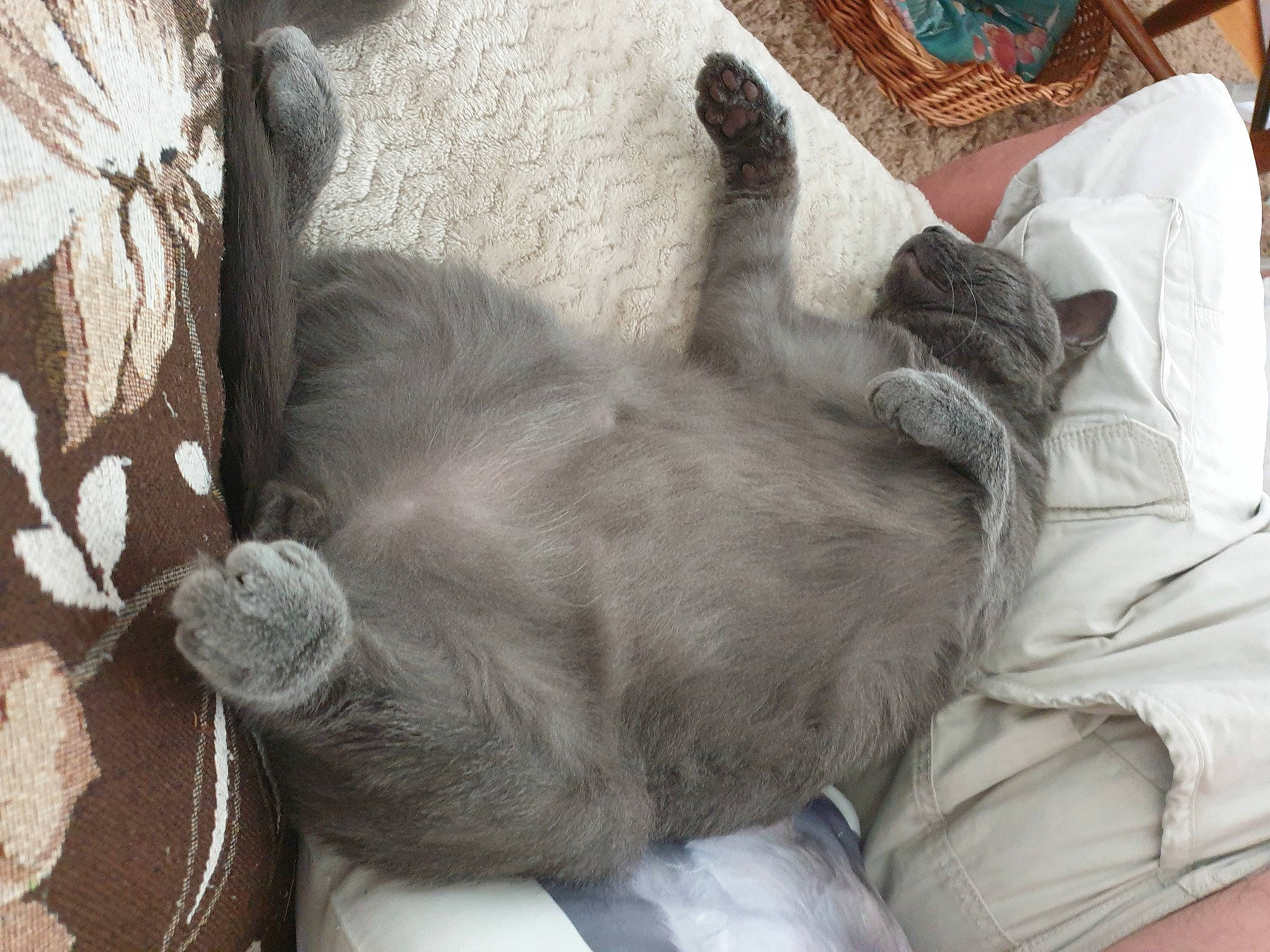 Escobar participe au concours pour gagner de l'argent avec cette photo : carnivore, cat, comfort, companion_dog, dog_breed, ear, felidae, fur, grey, linens, liver, nap, paw, small_to_medium_sized_cats, sporting_group, tail, terrestrial_animal, whiskers