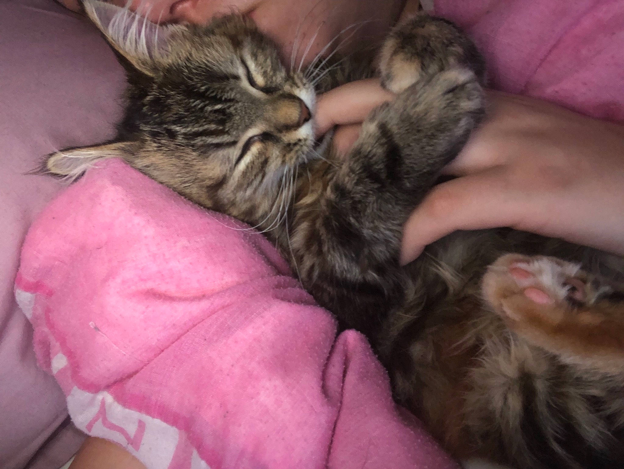 Eliza joined the competition — help win amazing prizes! asian, carnivore, cat, claw, dragon_li, ear, egyptian_mau, european_shorthair, felidae, fur, kitten, mammal, nap, oriental_longhair, pixie_bob, skin, sleep, small_to_medium_sized_cats, tabby_cat, whiskers