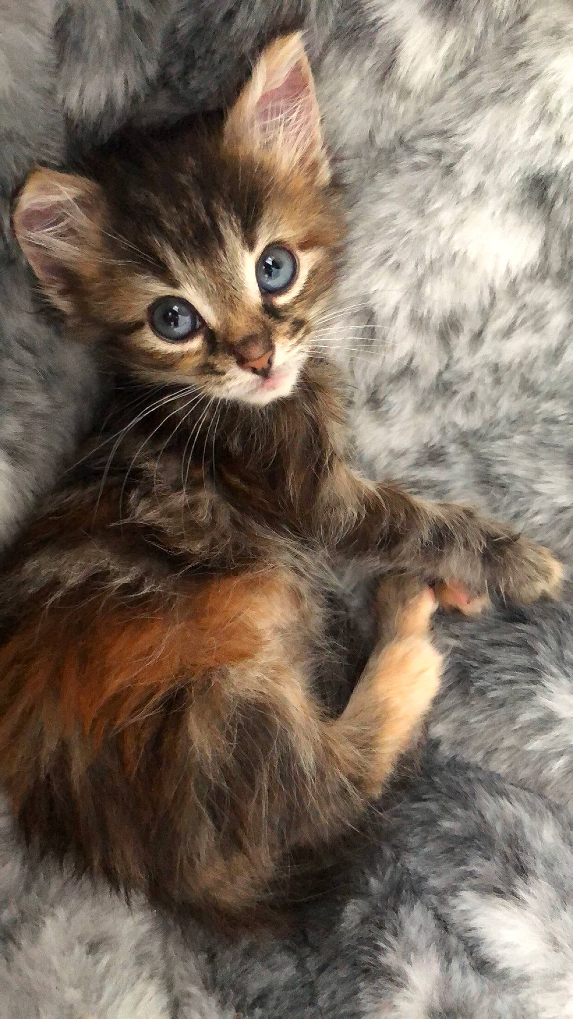 Eliza joined the competition — help win amazing prizes! american_curl, asian, asian_semi_longhair, carnivore, cat, domestic_long_haired_cat, european_shorthair, felidae, fur, kitten, maine_coon, mammal, norwegian_forest_cat, pixie_bob, siberian, small_to_medium_sized_cats, somali, tabby_cat, vertebrate, whiskers