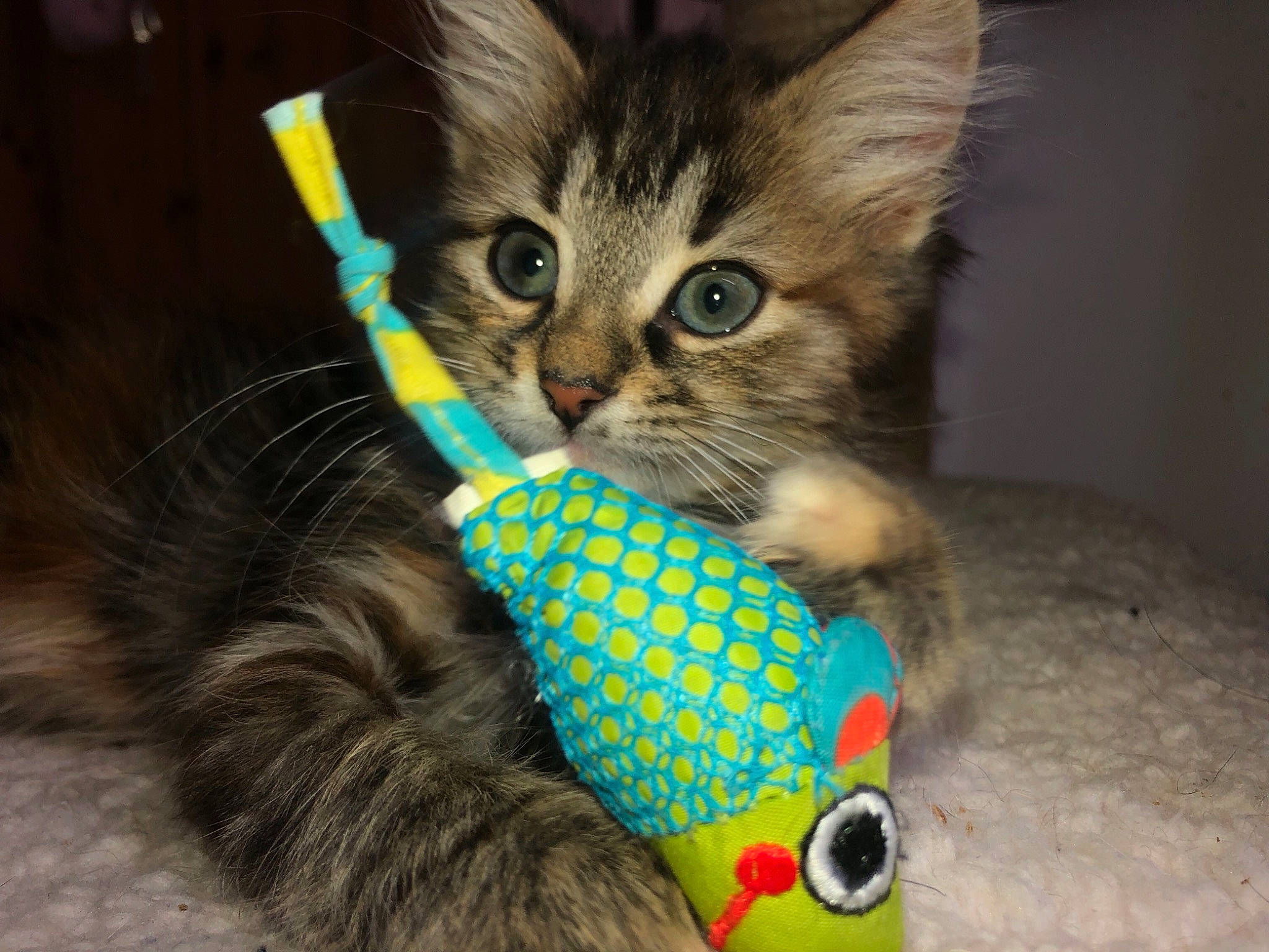 Eliza is registered to the contest to win money with this photo: carnivore, cat, cat_toy, european_shorthair, fawn, felidae, fur, kitten, maine_coon, munchkin, norwegian_forest_cat, pixie_bob, ragamuffin, siberian, small_to_medium_sized_cats, tabby_cat, tail, whiskers