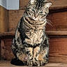 Zephyr participe au concours pour gagner de l'argent avec cette photo : cat, tabby_cat, animal, pet, wooden_stairs, indoor, feline, sitting, looking_down, whiskers, striped, fur, ears, paws, close_up, domestic_animal, quiet, curious, resting, house