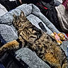 cat, tabby_cat, sleeping, pet_bed, plush, toy, teddy_bear, remote_control, person, clothing, socks, floor, tile_floor, relaxing, indoor, cozy, resting, striped_fur, feline, domestic_animal