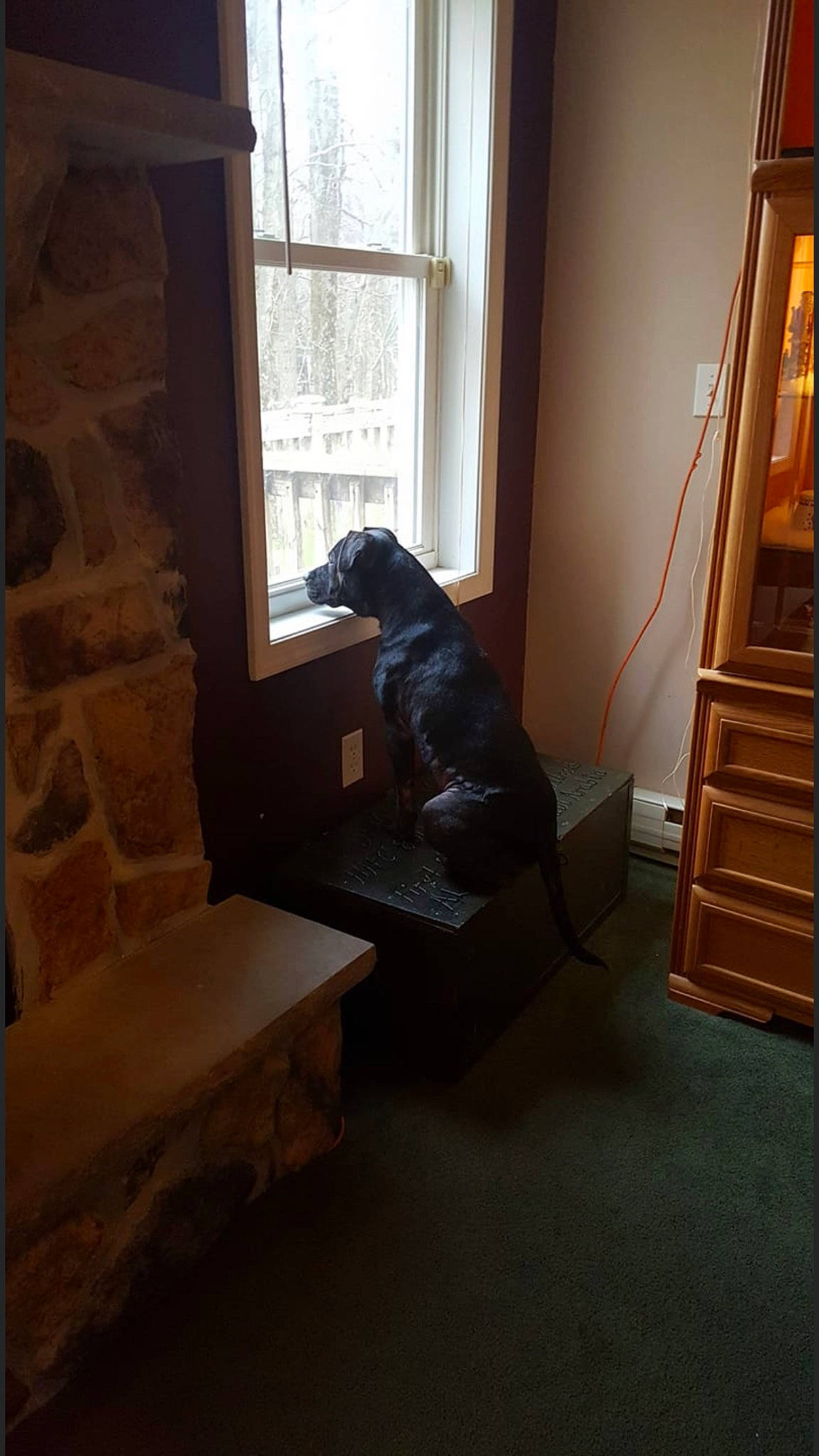 Tenny is registered to the contest to win money with this photo: building, carnivore, chair, comfort, couch, dog, door, floor, flooring, hardwood, home_door, house, ladder, living_room, sporting_group, stairs, tail, tints_and_shades, window, wood