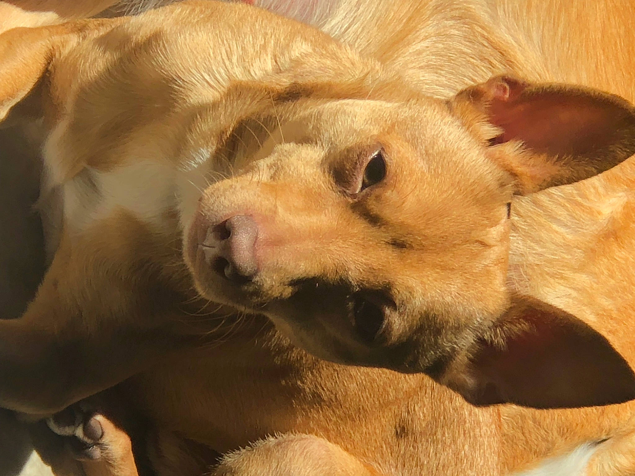 Gus Gus joined the competition — help win amazing prizes! canidae, carnivore, comfort, companion_dog, dog, dog_breed, fawn, fur, liver, paw, snout, sporting_group, terrestrial_animal, whiskers, wood, working_animal