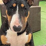 Bubulle a rejoint le concours — aidez-le/la à gagner de superbes lots ! animal, black, brown, bull_terrier, chair, close_up, companion, curious, dog, ears, expression, face, fur, furniture, looking, nose, outdoor, pet, white, wicker