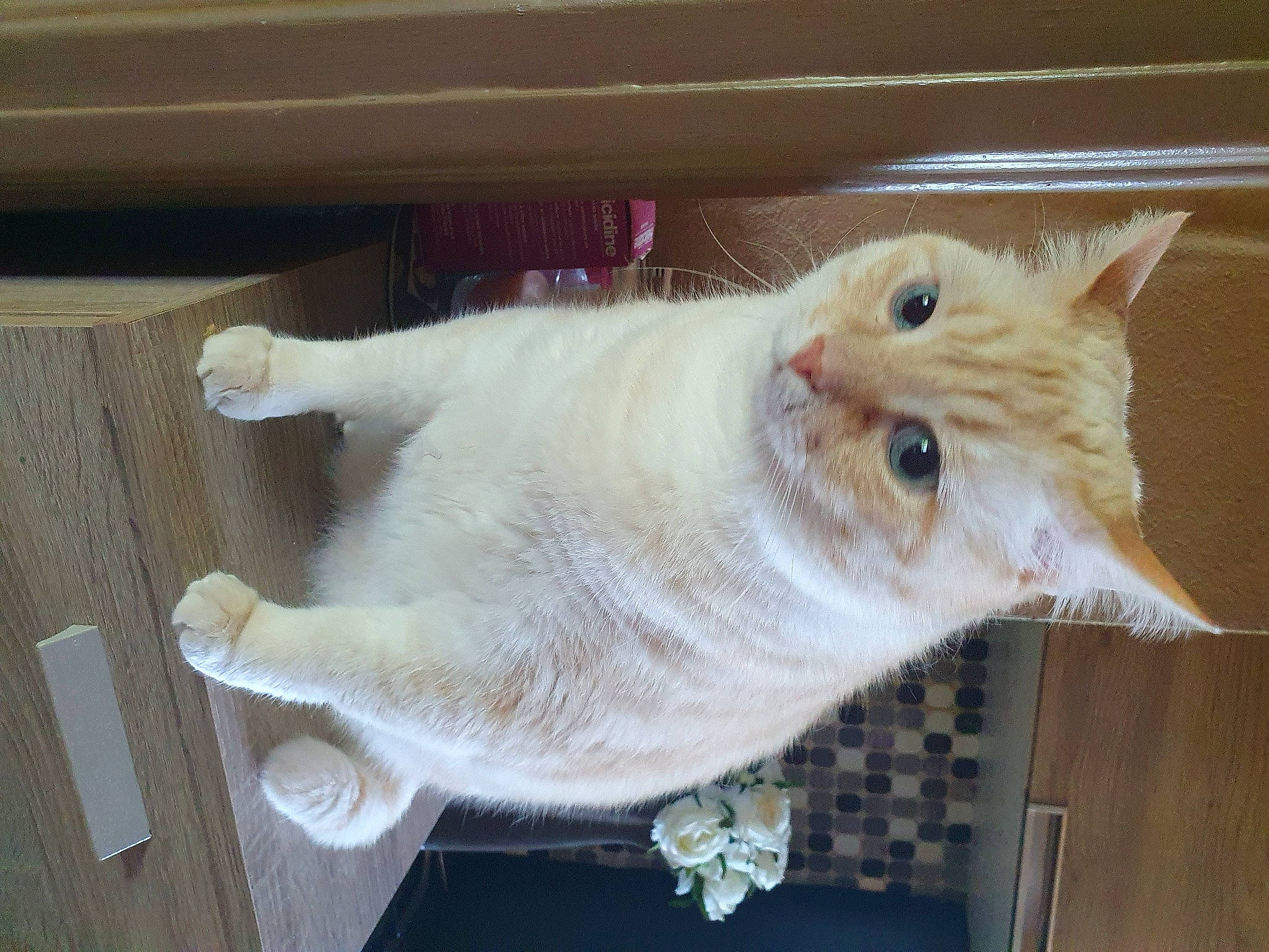 Boule De Neige participe au concours pour gagner de l'argent avec cette photo : carnivore, cat, chair, claw, domestic_short_haired_cat, fawn, felidae, flooring, fur, hardwood, paw, small_to_medium_sized_cats, snout, tail, whiskers, window, wood