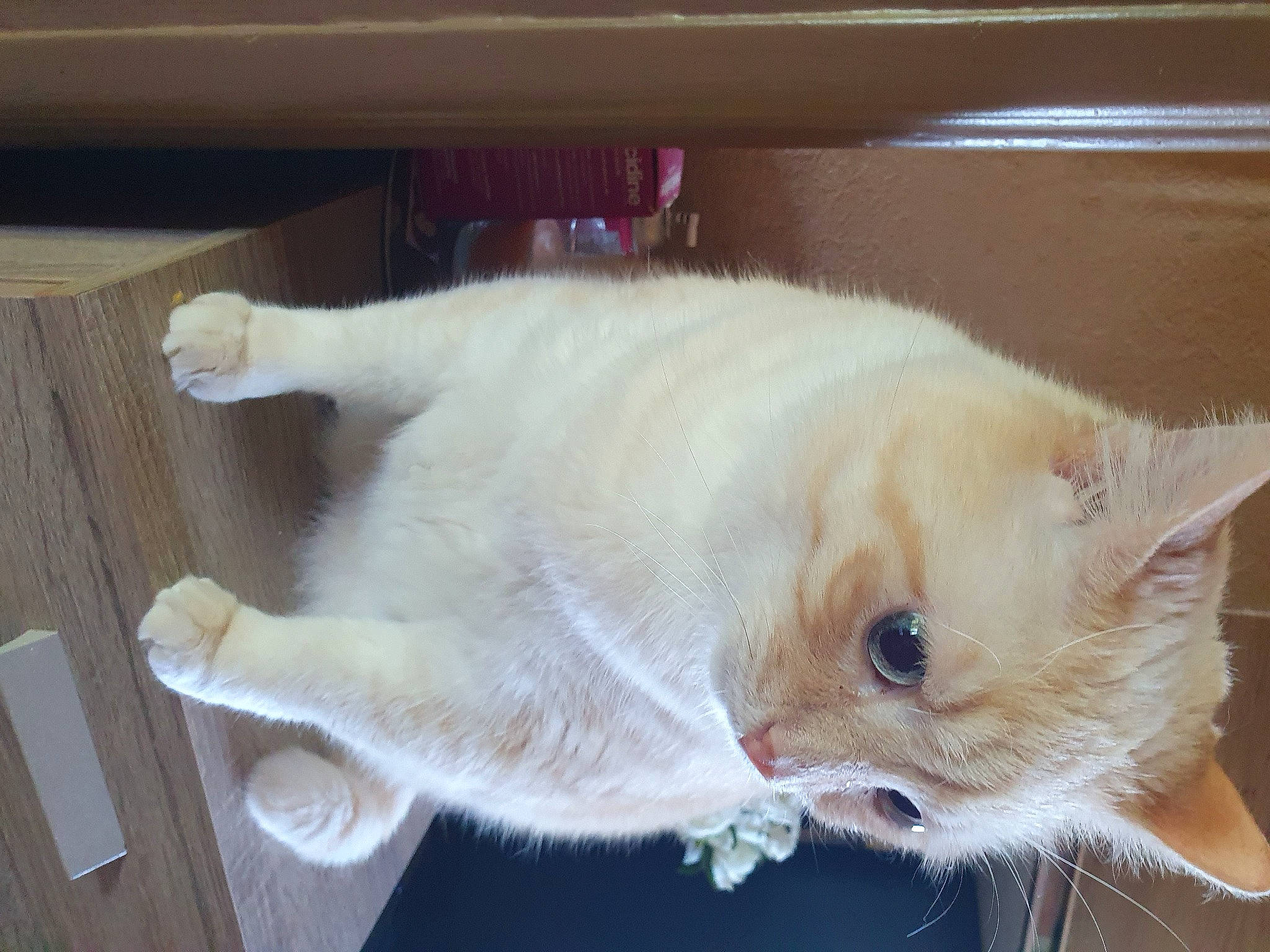 Boule De Neige a rejoint le concours — aidez-le/la à gagner de superbes lots ! carnivore, cat, cat_supply, claw, collar, domestic_short_haired_cat, fawn, felidae, fur, hardwood, paw, small_to_medium_sized_cats, tail, whiskers, window, wood