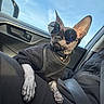 Corium joined the competition — help win amazing prizes! dog, sunglasses, hairless_dog, car_interior, window, sky, black_sweater, pet, animal, seatbelt, side_mirror, canine, companion, road_trip, sunlight, cool, relaxed, vehicle, accessory, portrait