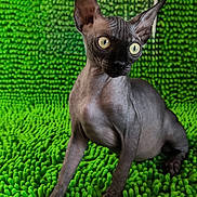 Corium joined the competition — help win amazing prizes! sphynx_cat, cat, hairless_cat, pet, animal, green_background, texture, alert, wide_eyes, indoor, feline, curious, sitting, close_up, vibrant, contrast, furless, portrait, domestic_cat, cute