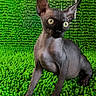 sphynx_cat, cat, hairless_cat, pet, animal, green_background, texture, alert, wide_eyes, indoor, feline, curious, sitting, close_up, vibrant, contrast, furless, portrait, domestic_cat, cute