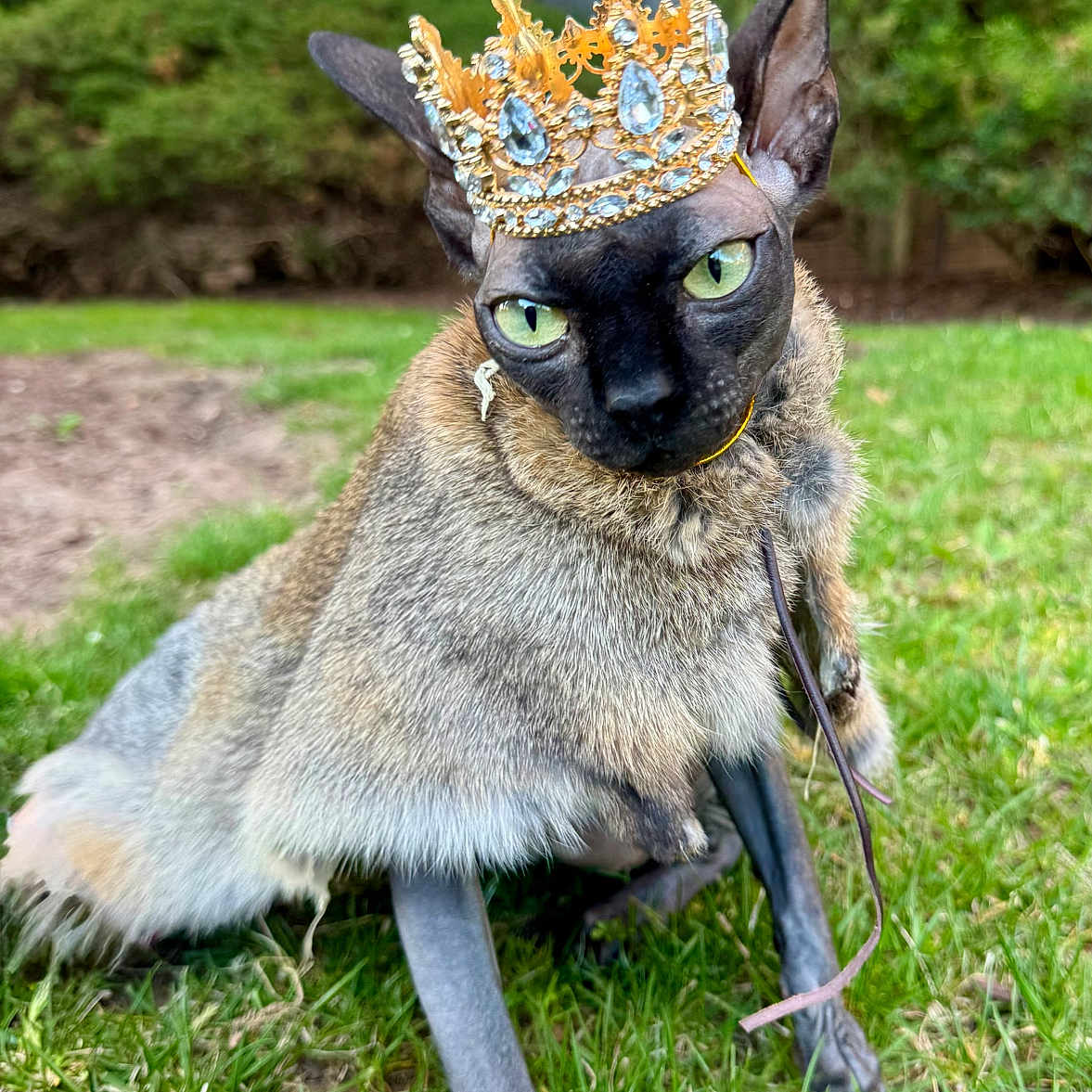 Corium is registered to the contest to win money with this photo: cat, crown, grass, outdoor, pet, animal, feline, green_eyes, fur, ear, nature, garden, shrubbery, closeup, portrait, whiskers, sitting, cute, domestic_animal, attire